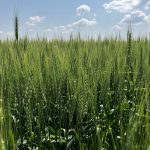 wheat crops in southern Saskatchewan in July 2025