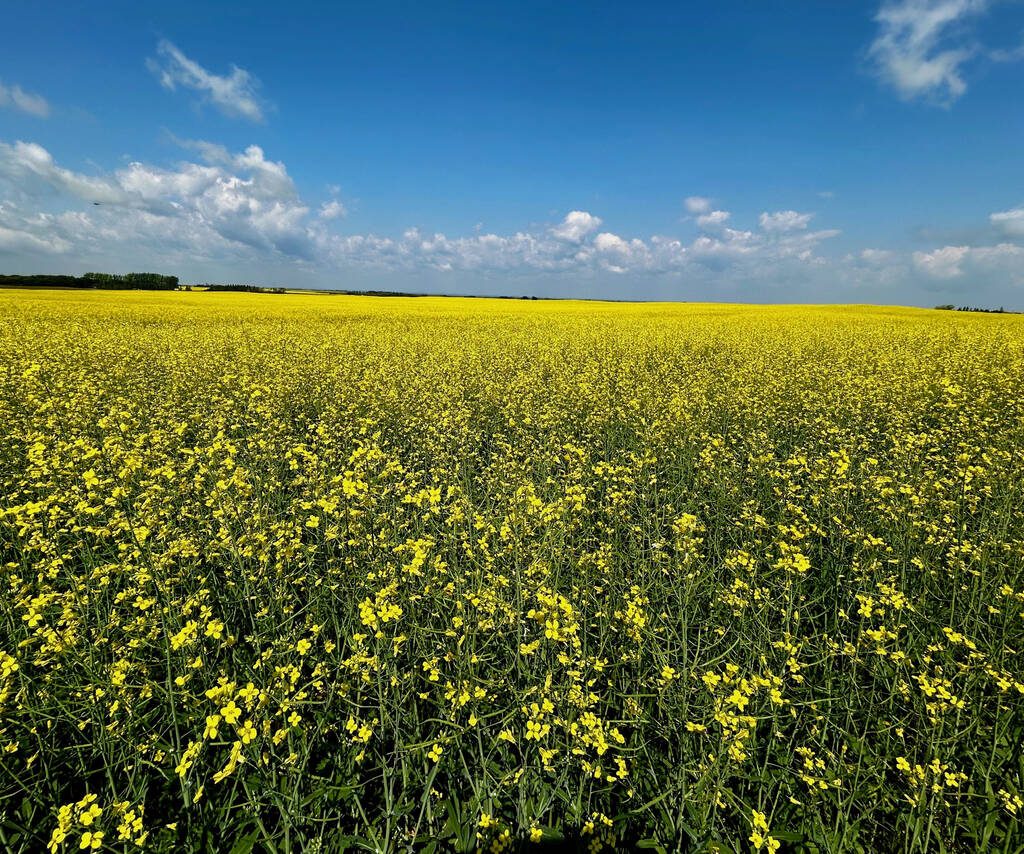 The right application rate of nitrogen depends on the amount of residual N in the soil, mineralization, soil type, the yield target and other factors | File photo