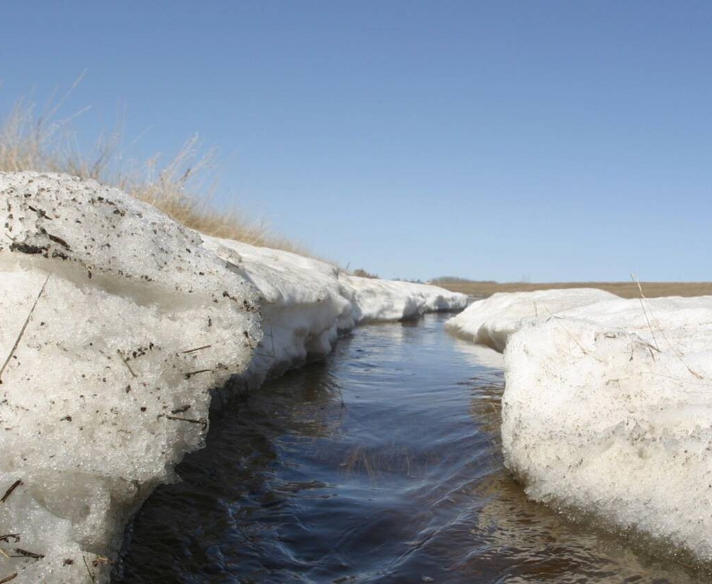 Spring runoff flows between melting snowdrifts in a ditch on the Prairies. Photo: File