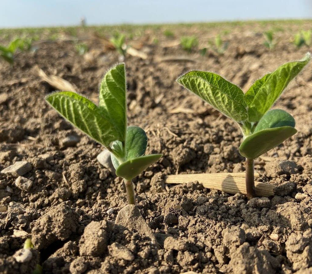 Soybeans shown close up at the first true leaf stage. Photo: File