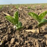 Soybeans shown close up at the first true leaf stage. Photo: File