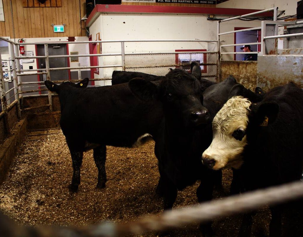 Cattle being sold at the Gladstone Auction Mart in Gladstone, Manitoba, on October 28, 2025. Photo: File