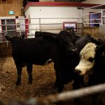 Cattle being sold at the Gladstone Auction Mart in Gladstone, Manitoba, on October 28, 2025. Photo: File