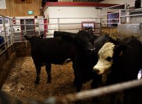 Cattle being sold at the Gladstone Auction Mart in Gladstone, Manitoba, on October 28, 2025. Photo: File