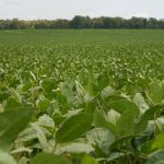 Soybeans on Ontario farmland. Photo: File