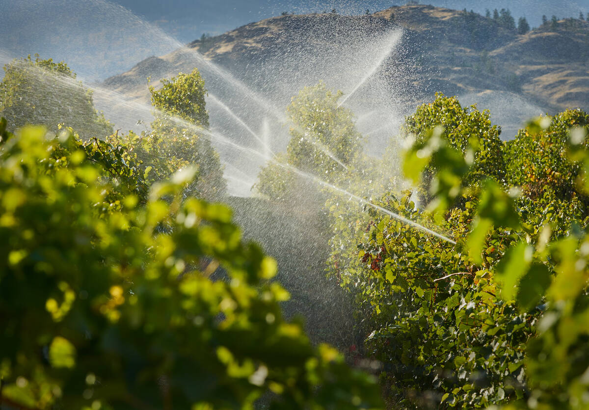 Irrigation at an Okanagan Valley vineyard. While the announcement of a national water strategy didn’t mention agriculture, it did refer to freshwater issues of concern to farmers, such as droughts, floods, groundwater stresses, pollution and algal blooms. Photo: Maxvis/iStock/Getty Images