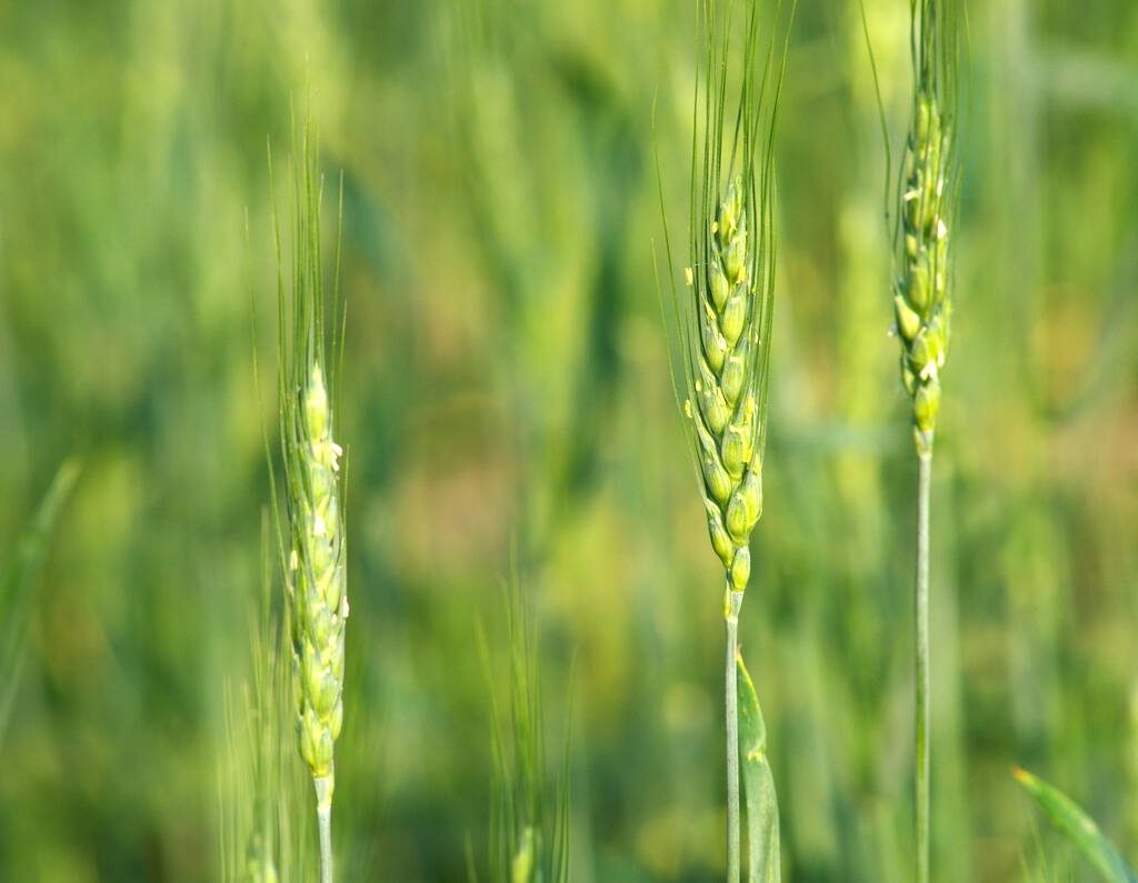 Spring wheat enters the flowering stage in central Manitoba in early July 2025.