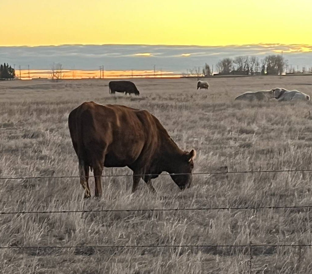 Cattle grazing in a pasture at sunset. Photo: File
