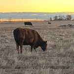 Cattle grazing in a pasture at sunset. Photo: File