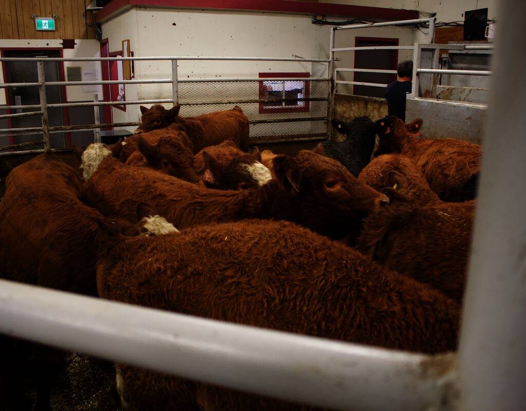 Cattle being sold at the Gladstone Auction Mart in Gladstone, Manitoba, on October 28, 2025.