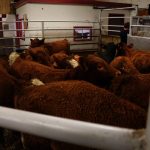 Cattle being sold at the Gladstone Auction Mart in Gladstone, Manitoba, on October 28, 2025.