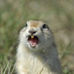 This curious gopher lives in my farmyard in southern Sask. and seems quite happy to pose for a pic. Photo: 4loops/iStock/Getty Images