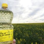 Bottle of canola oil in a field of canola.