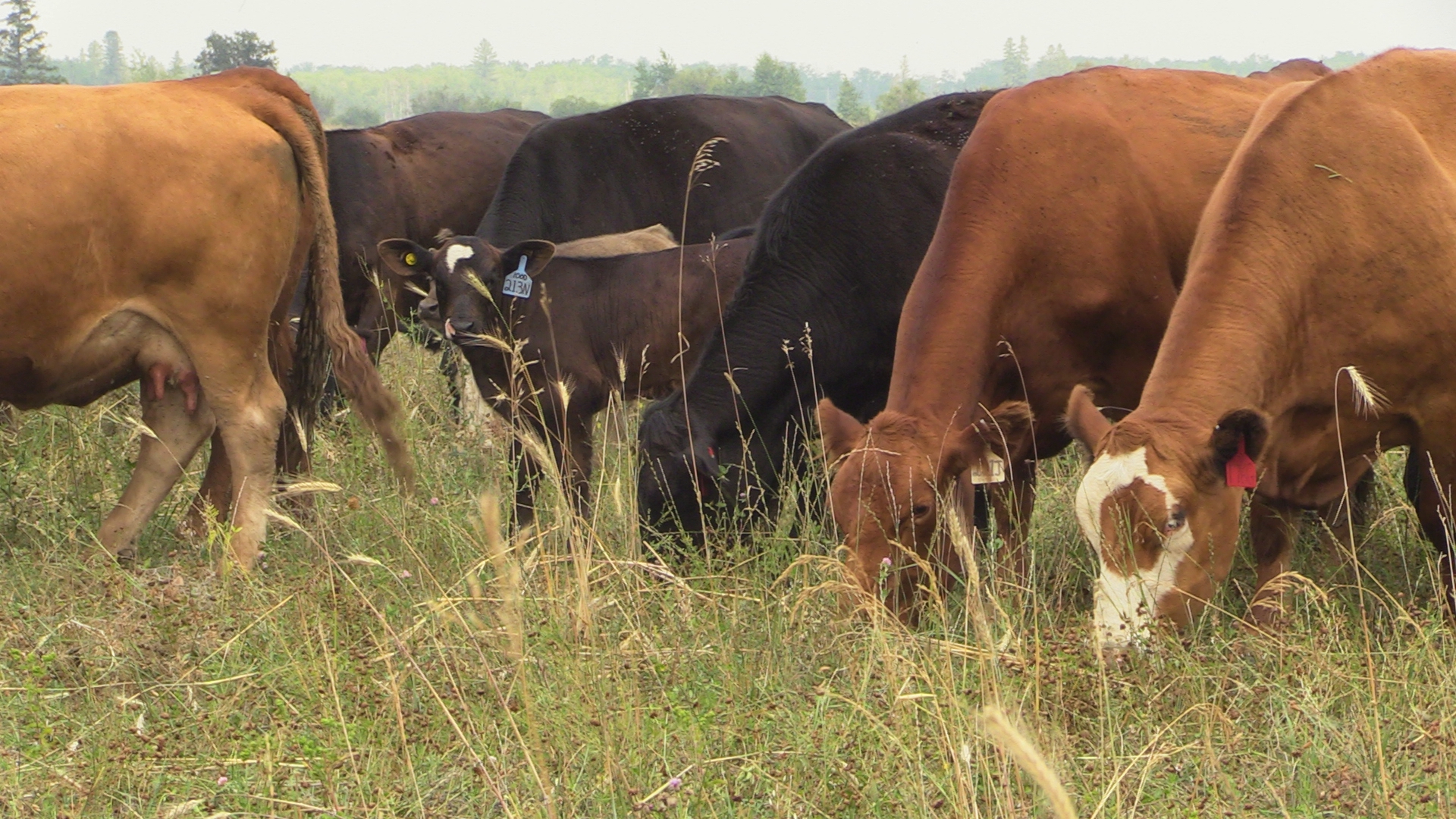 cattle grazing on grasses in a pasture