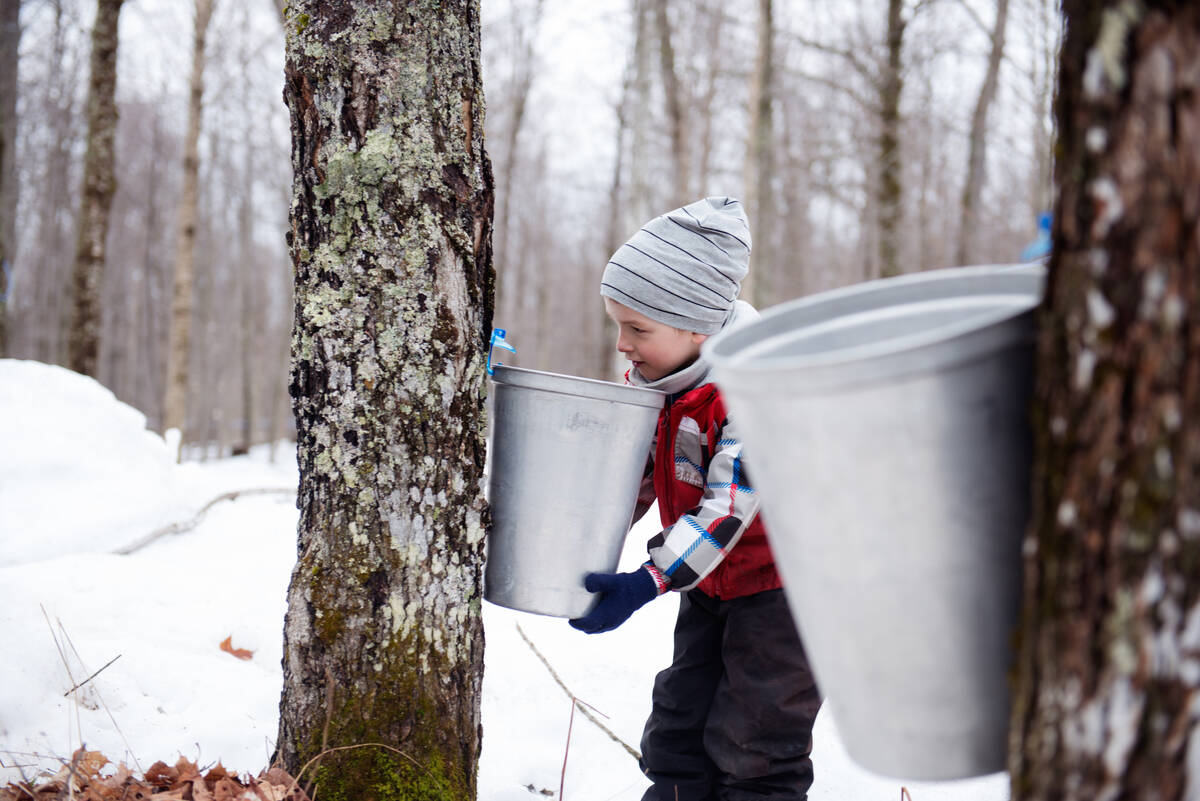 Additional capacity and millions of taps are expected to come online in Canadas maple syrup sector in response to demand for alternative sweeteners, FCC says. Photo: ManonAllard/E+/Getty Images
