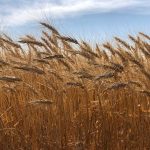 A close up on a stand of ripe Prairie wheat heads.