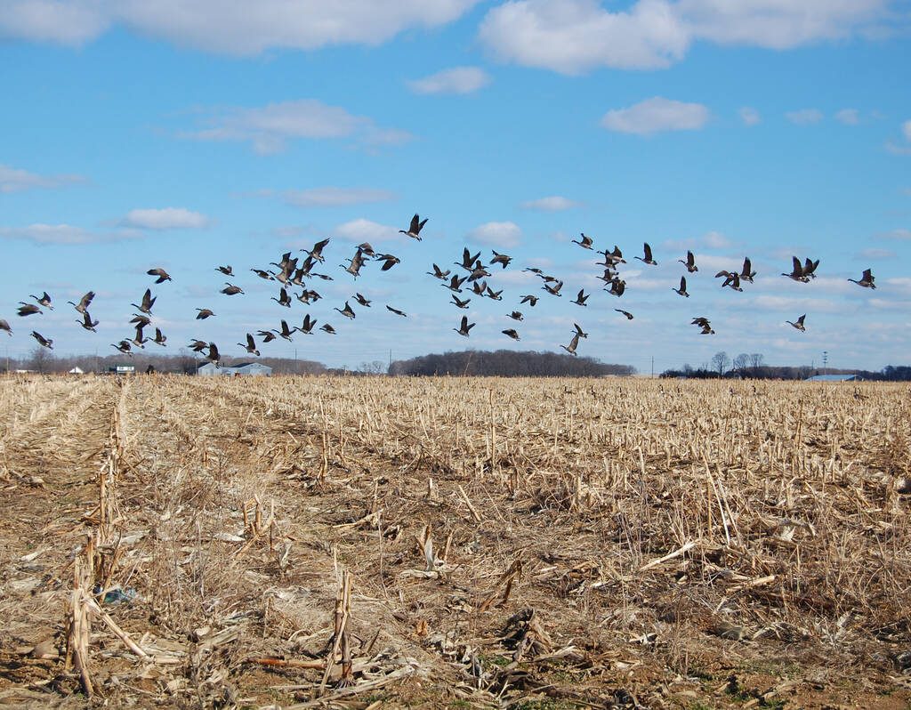 Canada geese take flight from a stubble field. Photo: Getty Images