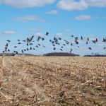 Canada geese take flight from a stubble field. Photo: Getty Images