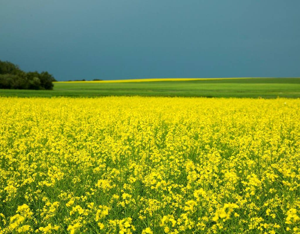 Canola field full yellow flowers beneath a blue sky.