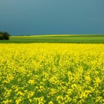 Canola field full yellow flowers beneath a blue sky.