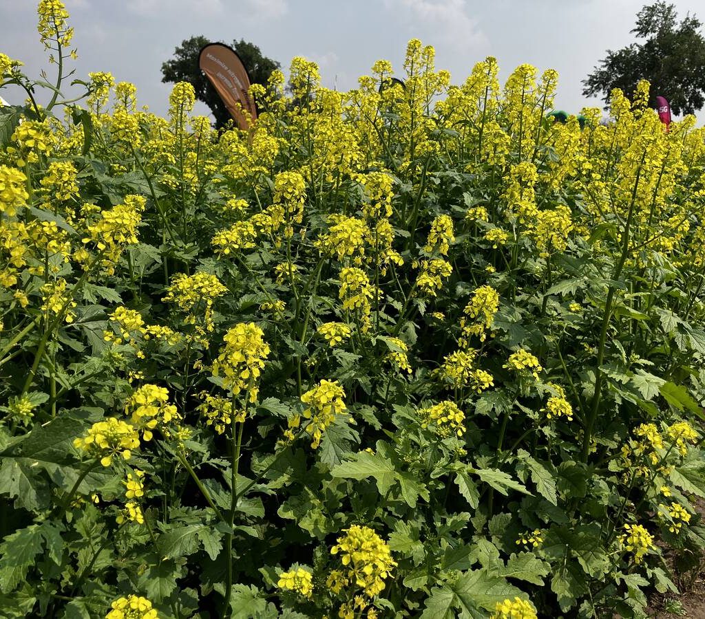 A stand of bright yellow mustard flowers growing in the Mustard 21 Canada crop plots at Ag in Motion 2025. Mustard has anchored arid Prairie farms for 90 years. Photo: Greg Berg.