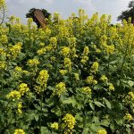 A stand of bright yellow mustard flowers growing in the Mustard 21 Canada crop plots at Ag in Motion 2025. Mustard has anchored arid Prairie farms for 90 years. Photo: Greg Berg.
