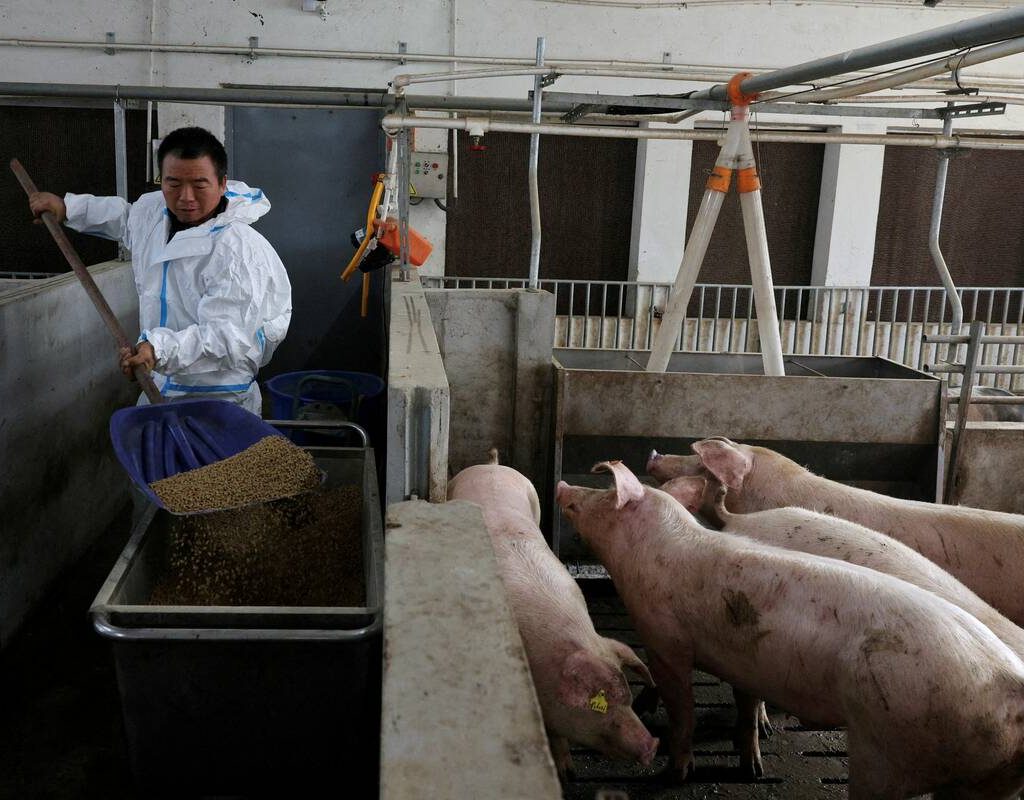 Farm manager Gao Qinshan feeds pigs in a pig pen at a farm in Taizhou, Jiangsu province, China January 15, 2026.
