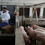 Farm manager Gao Qinshan feeds pigs in a pig pen at a farm in Taizhou, Jiangsu province, China January 15, 2026.