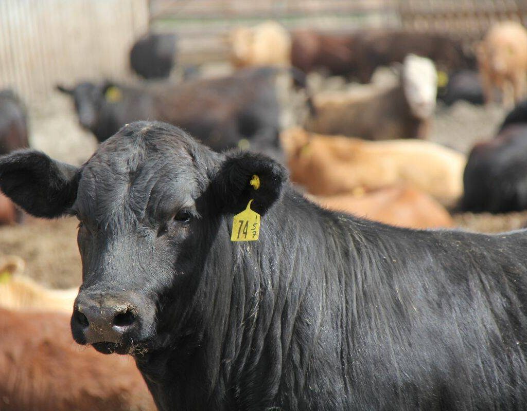 A a black steer among a herd of steers in a Saskatchewan feedlot.