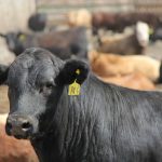 A a black steer among a herd of steers in a Saskatchewan feedlot.