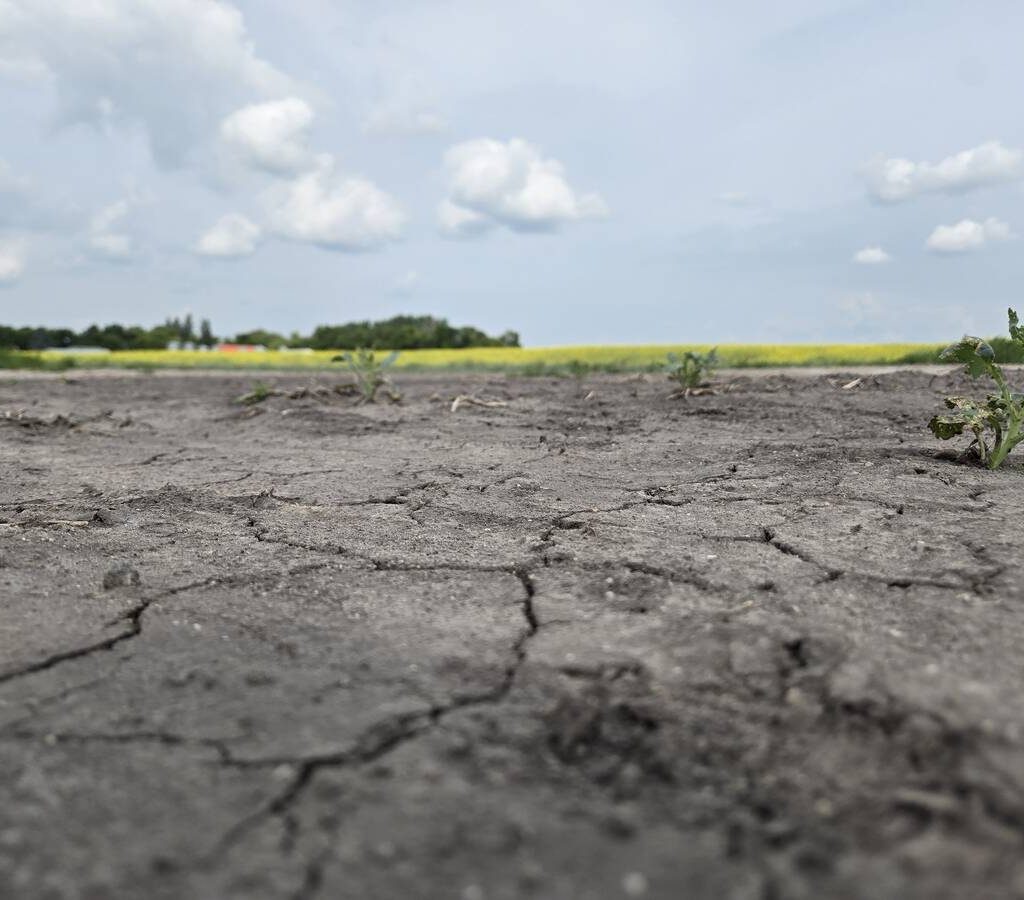 Cracked, dry soil in a field with a field of canola in the distance. Understanding which genes affect a plant's ability to pause and resume growth during stress could help develop new varieties that handle weather stress better. Photo: Miranda Leybourne