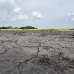 Cracked, dry soil in a field with a field of canola in the distance. Understanding which genes affect a plant's ability to pause and resume growth during stress could help develop new varieties that handle weather stress better. Photo: Miranda Leybourne