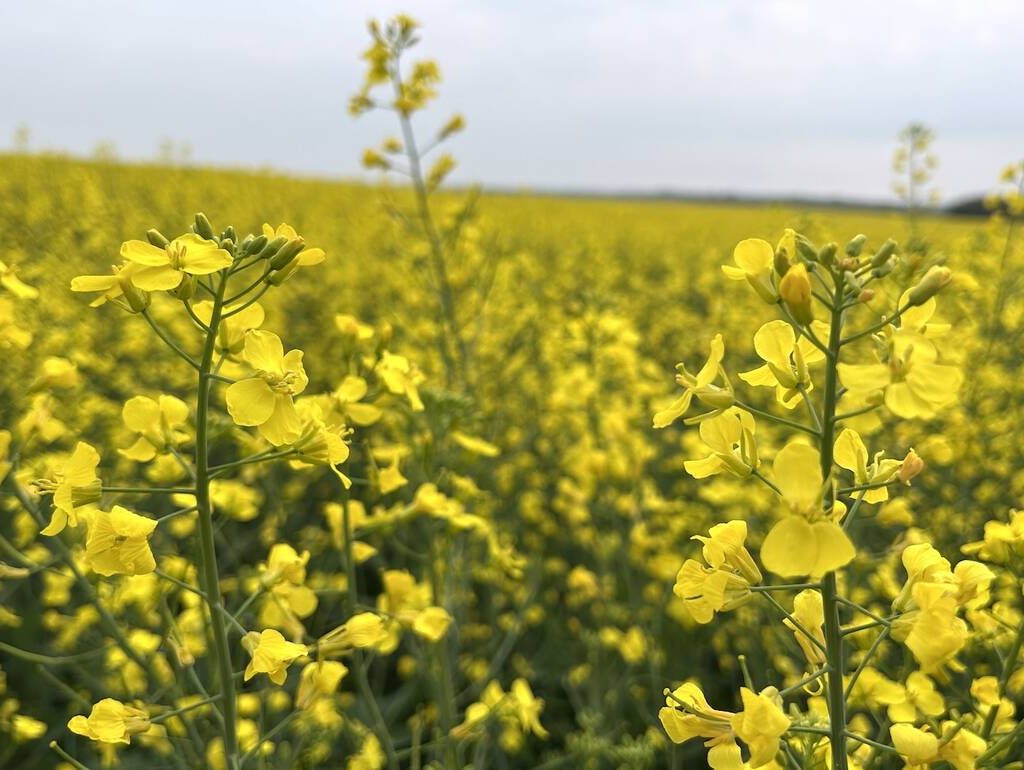 Canola in bloom in Morinville, Alberta, in July 2025. Canola futures fell in sympathy with crude oil on news of a ceasefire in the Middle East.