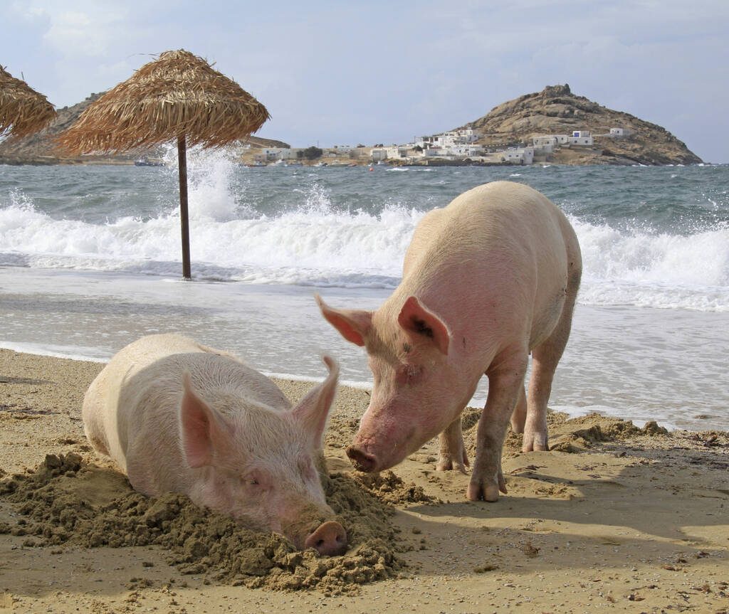 Two pigs wander and burrow in sand on an empty tourist beach on a Greek island under cloudy skies with waves rolling in. Photo: Rainer Puster/iStock/Getty Images