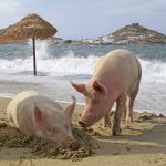 Two pigs wander and burrow in sand on an empty tourist beach on a Greek island under cloudy skies with waves rolling in. Photo: Rainer Puster/iStock/Getty Images