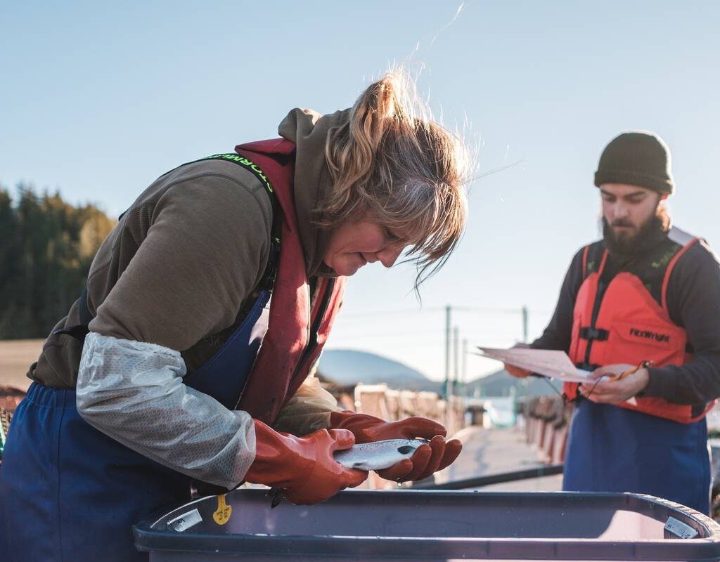 Two salmon farmers inspect a fish. Salmon is in high demand. Photo: Supplied