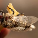 A close up of a honey bee infested with varroa mites. Photo: MaYcaL/iStock/Getty Images