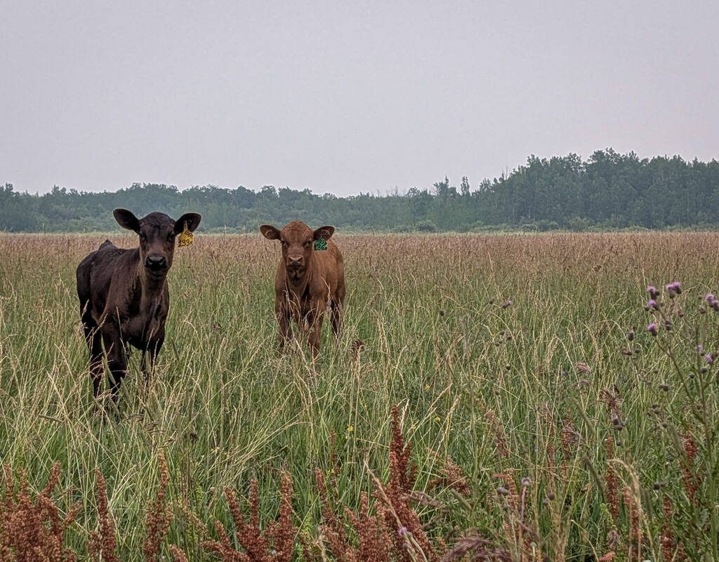 Two black angus calves in a Manitoba pasture. Photo: Geralyn Wichers