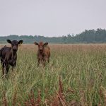 Two black angus calves in a Manitoba pasture. Photo: Geralyn Wichers