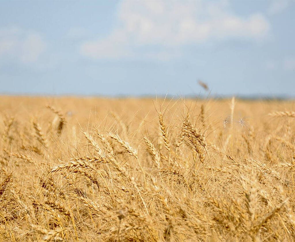 A stand of nearly ripe wheat on a sunny day. Canada spring wheat bids were mostly lower during the week ended April 14, as strength in the Canadian dollar and mixed activity in the United States futures weighed on values.