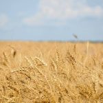 A stand of nearly ripe wheat on a sunny day. Canada spring wheat bids were mostly lower during the week ended April 14, as strength in the Canadian dollar and mixed activity in the United States futures weighed on values.