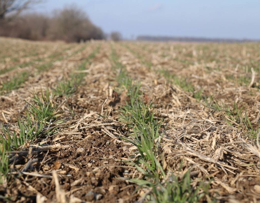 Winter wheat emerging from dormancy.