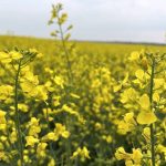 Canola in bloom in Morinville, Alta. A trader said there's more to canola futures than spillover from crude oil and the Chicago soy complex. That rolling out of the May contract and exports also affect canola prices.