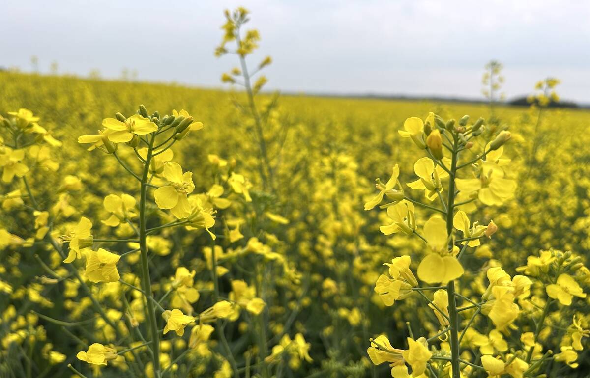 Image for ICE Weekly: More to canola price gains than Middle East war