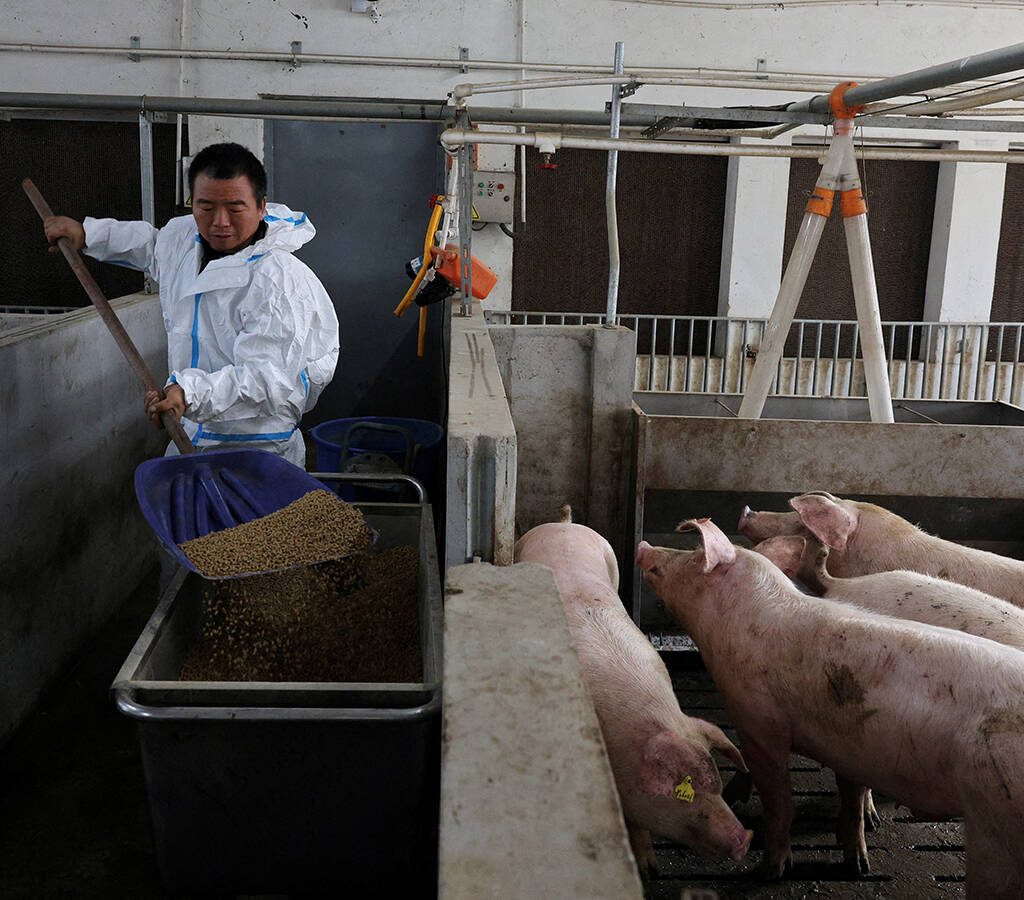 Farm manager Gao Qinshan feeds pigs in a pig pen at a farm in Taizhou, Jiangsu province, China January 15, 2026. through March in the world’s largest pork-producing country surged to 16.69 million metric tons.