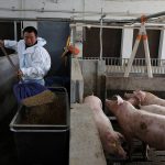 Farm manager Gao Qinshan feeds pigs in a pig pen at a farm in Taizhou, Jiangsu province, China January 15, 2026. through March in the world’s largest pork-producing country surged to 16.69 million metric tons.