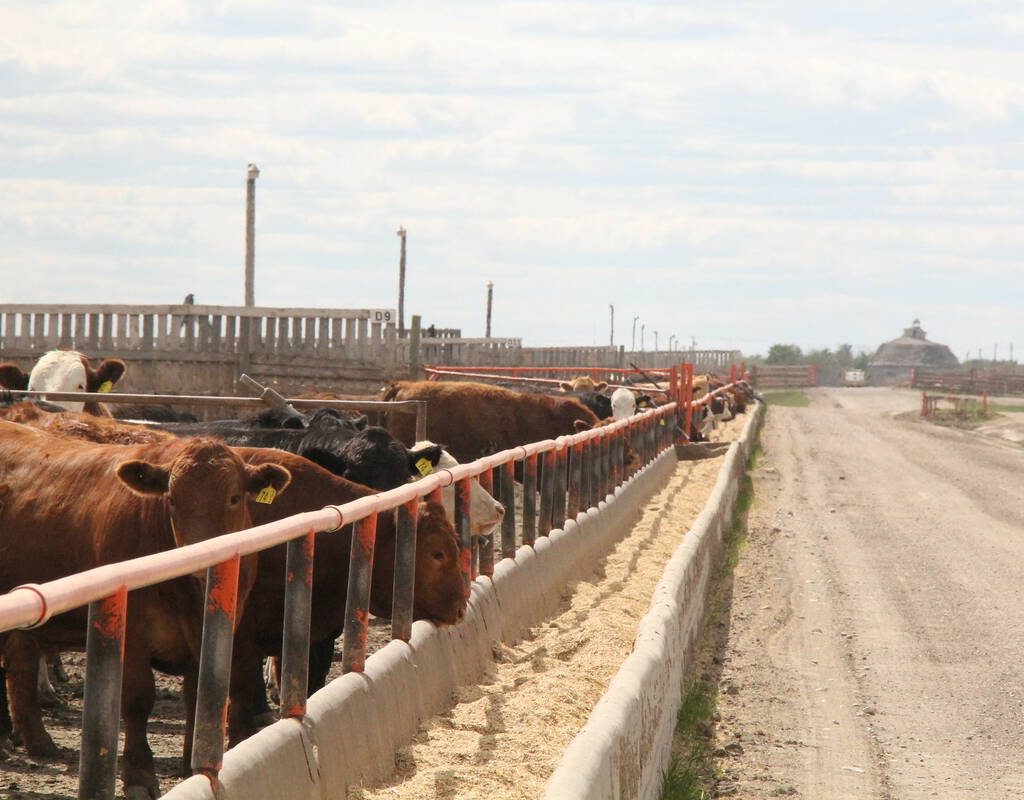 Cattle eat at a trough in a feedlot in Western Canada. Seasonal price trends should be supporting domestic grain bids, as feed supplies tighten ahead of cattle going out to pasture and the new crop.