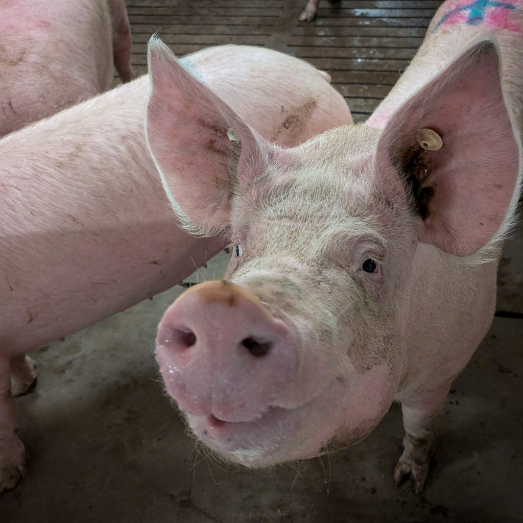 A close-up view on a young, pink pig in a pen with other pigs.