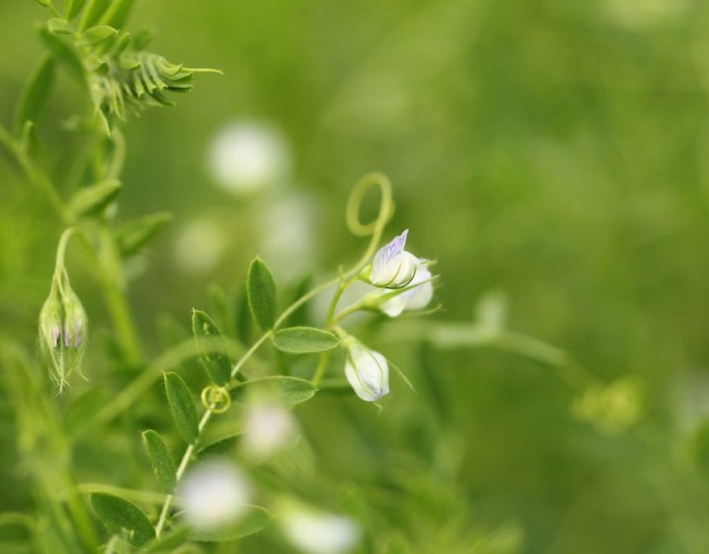 A close up on lentil plants, which are lush and green and have small white blooms. Most lentil varieties lost 22 to 34 cents per pound since last year, Prairie Ag Hotwire reported.