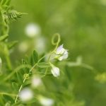 A close up on lentil plants, which are lush and green and have small white blooms. Most lentil varieties lost 22 to 34 cents per pound since last year, Prairie Ag Hotwire reported.